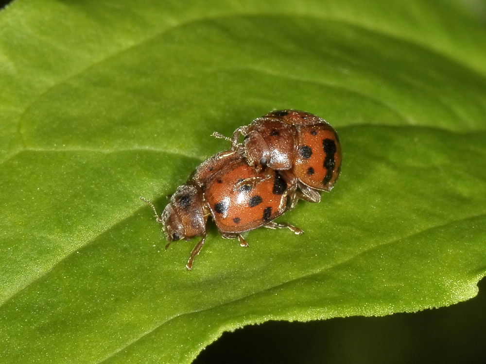 Subcoccinella vigintiquatuorpunctata? approcci 